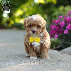 Brady, Cavapoo Puppy